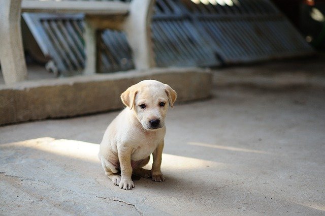 L’alimentation des petits chiens