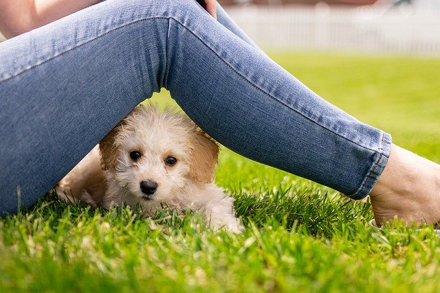 Comment éduquer le chiot