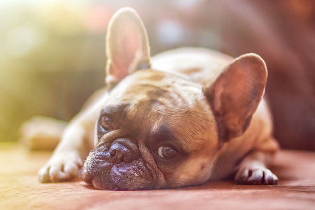 Les jouets pour chiens en matériaux naturels : une alternative écologique et durable
