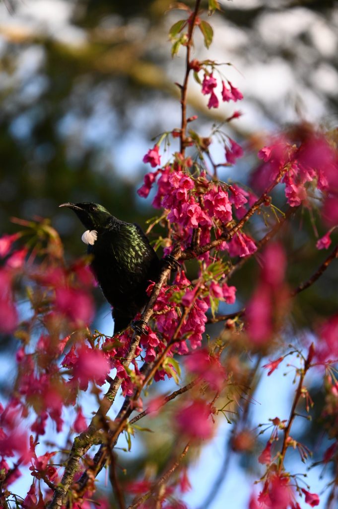 Les chants d’oiseaux dans la musique : une source d’inspiration intemporelle