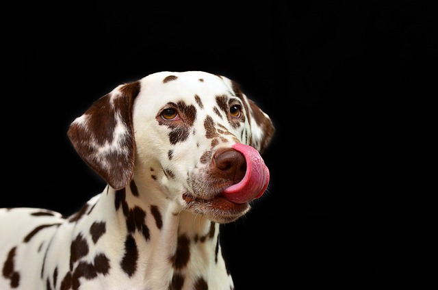 Colliers et harnais militaires pour chiens : Robustesse et style au rendez-vous