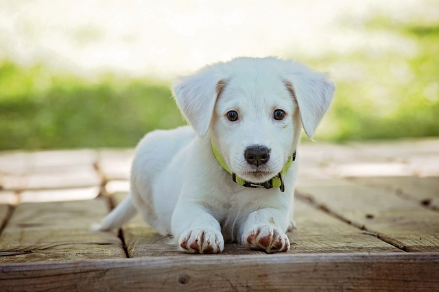 Traitements naturels pour l’inflammation des glandes anales du chien : astuces et conseils pour un soulagement efficace