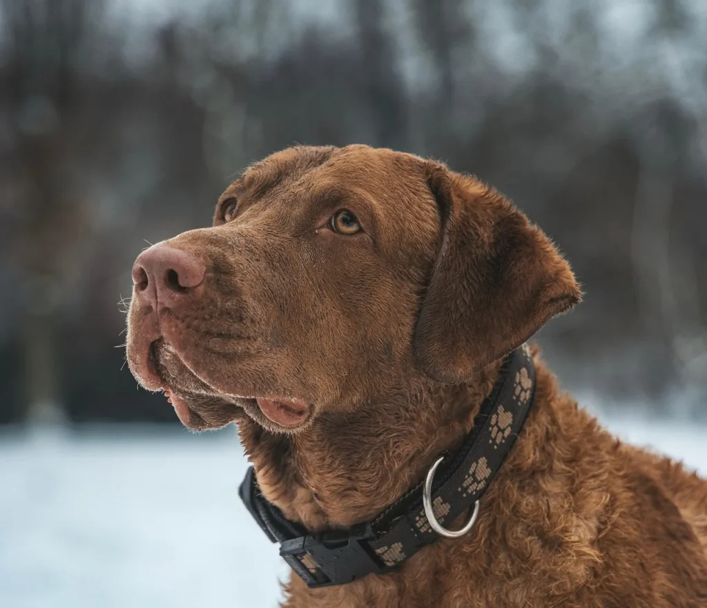 FAQ : Les besoins essentiels de vos animaux de compagnie
