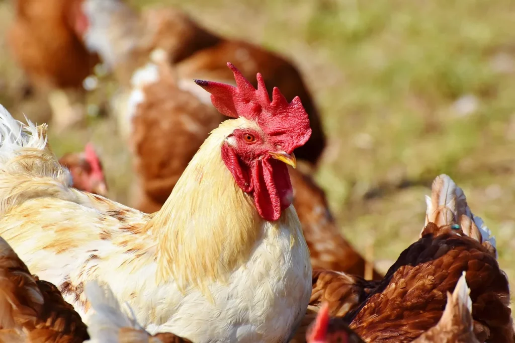 Animaux & Compagnie : Vie harmonieuse et respectueuse