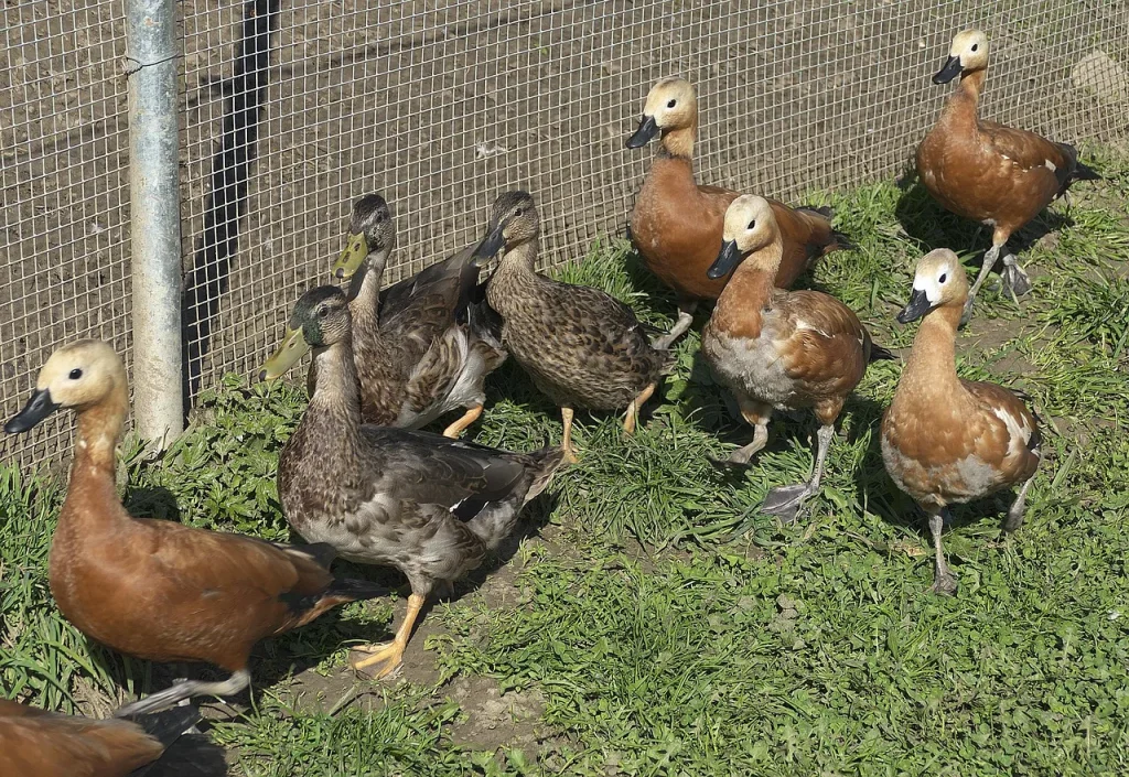 Guide pour bien s’occuper de vos animaux avec Aviculture68