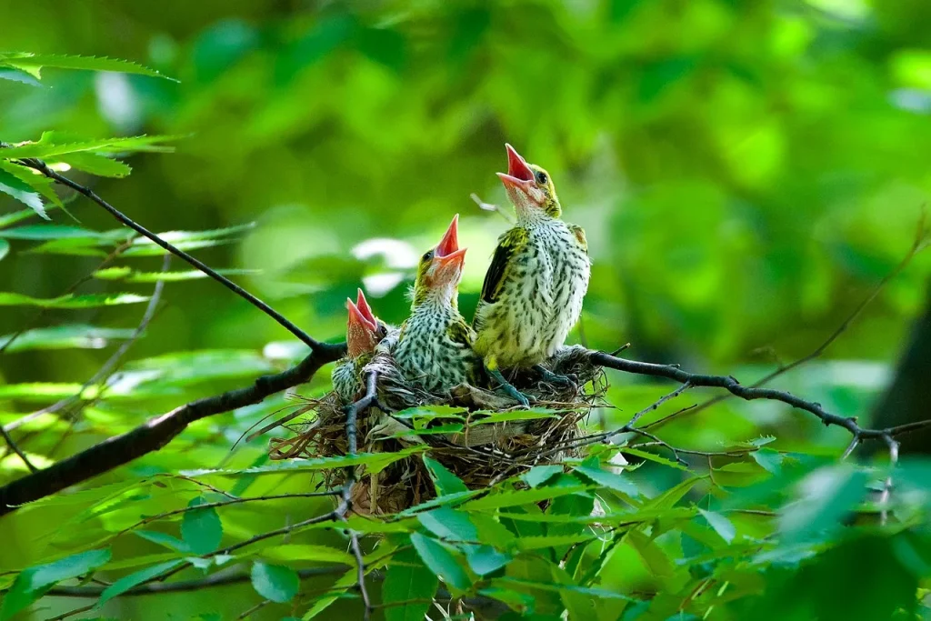 10 façons de créer un environnement sain pour vos oiseaux de compagnie