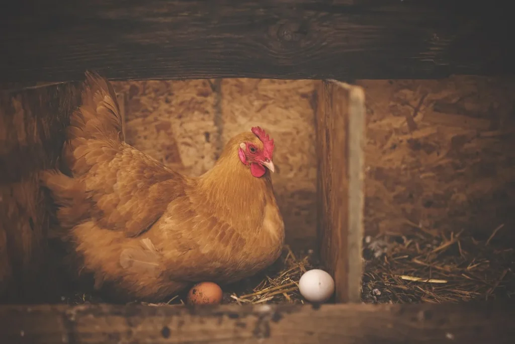 Découvrir la Poldune méthode pour élever des poules en ville