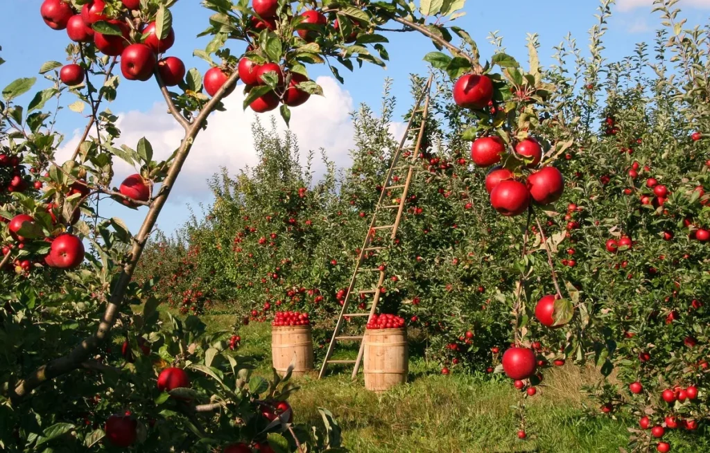Sundara variété : la pomme qui redessine le verger du Sundgau